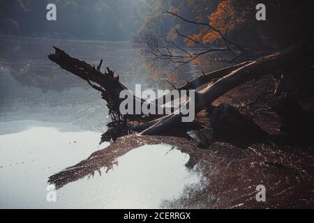Dead tree branch in the lake and its reflection. Stock Photo