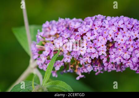 Buddleja davidii, known as summer lilac, butterfly-bush or orange eye, purple, Scrophulariaceae, violet flower, close-up, Germany, Western Europe Stock Photo