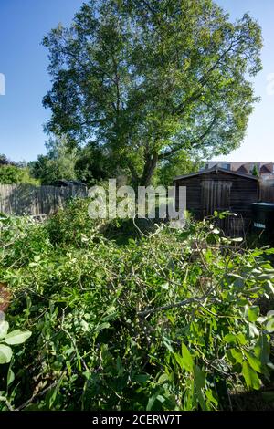 Walnut tree pruning domestic garden Stock Photo