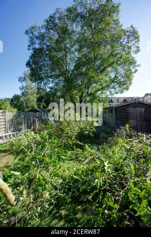 Walnut tree pruning domestic garden Stock Photo