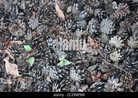 Pine cones and spruce cones on the ground. Chrostmals background Stock Photo