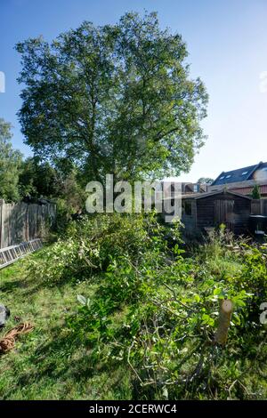 Walnut tree pruning domestic garden Stock Photo