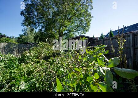 Walnut tree pruning domestic garden Stock Photo