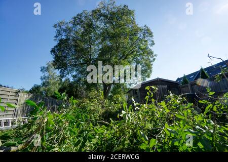 Walnut tree pruning domestic garden Stock Photo