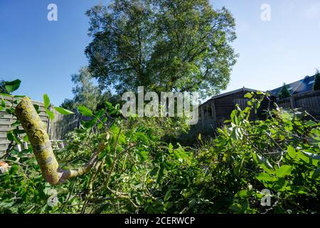 Walnut tree pruning domestic garden Stock Photo