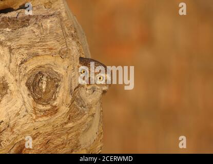 barn owl , scoops owl , dusky eagle owl, long eared owl, and spotted owlets in Pakistan Stock Photo