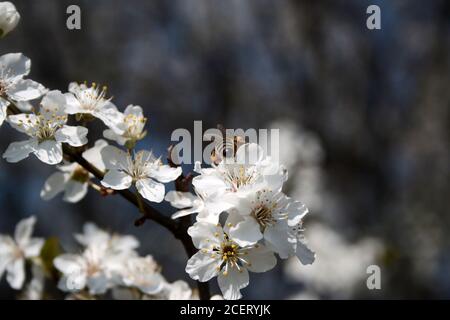 Bee collects pollen from white flowers