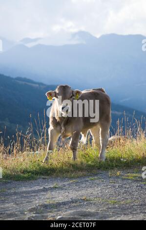 Brown blonde cow pasturing next to a fild. Calf living in the mountains of Spain. Stock Photo