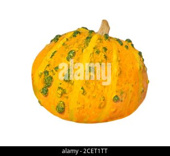 Pumpkin with green spots on a white background Stock Photo - Alamy