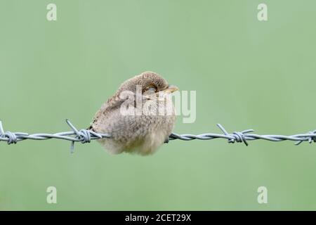 Red-backed Shrike ( Lanius collurio ), sleeping young chick, just fledged, juvenile plumage, perched on barbed wire, frontal view, cute juvenile, wild Stock Photo
