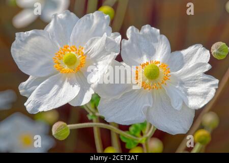 White Japanese Anemone flowers. Stock Photo