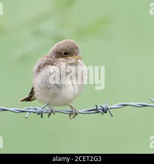 Red-backed Shrike ( Lanius collurio ), young chick, just fledged, exploring its surrounding, waiting for food, perched on barbed wire, looks cute, wil