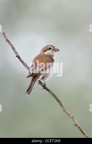 Red-backed Shrike ( Lanius collurio ), adult female, perched on a lookout, backside view, turning around, nice soft background, wildlife, Europe. Stock Photo