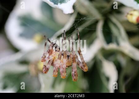 Common Garden Spider Araneus diadematus weaving its Web, England UK