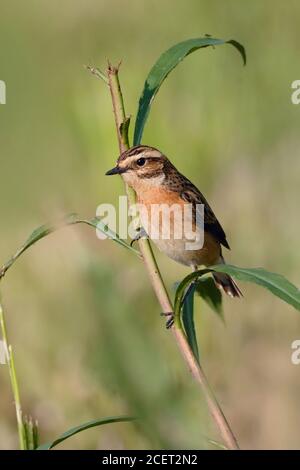 Whinchat ( Saxicola rubetra ) male in breeding dress, perched on a twig, endangered bird of open grassland, wildlife, Europe. Stock Photo