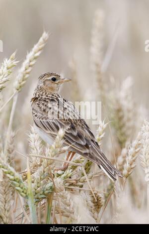 Skylark ( Alauda arvensis ) typical bird of open farmland, perched on ripe wheat crops, sitting in a wheat field, watching, wildlife, Europe. Stock Photo