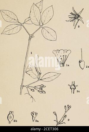 . Flora of the islands of Margarita and Coche, Venezuela. Proc. Boston Soc. Nat. Hist. Vol. 34. Johnston.— Flora of Margarita Island. PLATE 29. Fig. 1. Bignonia acuminata. Fig. la. Corolla opened to show stamens. Fig. lb. Calyx and style. Fig. 2. Solanum margaritense, a single flower. Fig. 3. Chiococca micrantha, inflorescence with buds. Fig. 3a. Flower minus corolla. Fig. 3b. Mature ovary and old calyx. Fig. 3c. Interpetiolar stipule. Johnston. — Flora of Margarita Island. Plate 29. Proc. Boston Soc. Nat. Hist.. Vol. 34. Johnston.— Flora of Margarita Island. PLATE 30. Fig. 1. Gliricidia lutea Stock Photo