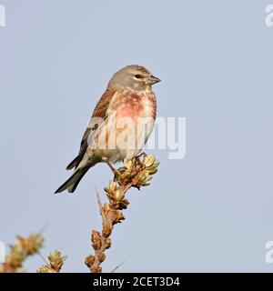 Common Linnet / Bluthänfling ( Carduelis cannabina ), male bird in breeding dress, perched on top of seabuckthorn, wildlife, Europe. Stock Photo