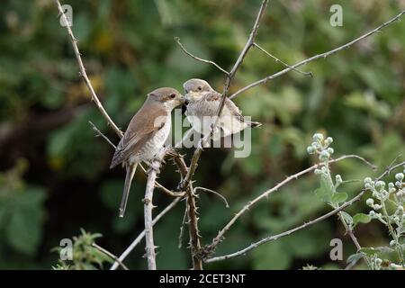 Red-backed Shrike ( Lanius collurio ), adult female feeding young fledgling, chick, with black beetle on top of a dry bramble tendril, wildlife, Europ Stock Photo