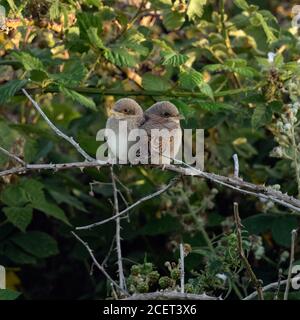 Red-backed Shrikes ( Lanius collurio ), just fledged chicks, perched in a blackberry hedge, huddling together, cute bird childs, wildlife, Europe. Stock Photo