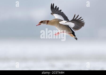 Egyptian Goose / Nilgans (Alopochen aegyptiacus) in winter, flying, just before landing, in wintry atmosphere, wildlife, Europe. Stock Photo