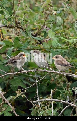 Red-backed Shrikes ( Lanius collurio ), chicks begging at adult female for food, sitting, perched in a blackberry hedge, wildlife, Europe. Stock Photo