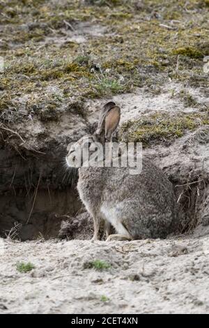 European Rabbit ( Oryctolagus cuniculus ), adult, sitting in font of rabbit's burrow in the dunes, wildlife, Europe. Stock Photo