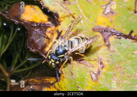 Common wasp (Vespula vulgaris) drinking water from a pond, Sussex garden, UK Stock Photo