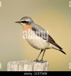 Northern Wheatear / Steinschmätzer ( Oenanthe oenanthe ), male adult, perched on a fence post, detailed shot, wildlife, Europe.