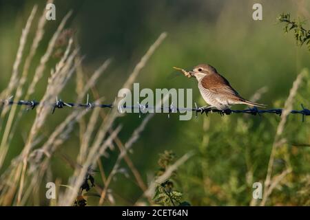 Red-backed Shrike ( Lanius collurio ), adult female, perched on a barbed wire fence, with prey, dragonfly in its beak, natural surrounding, wildlife, Stock Photo