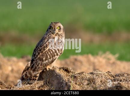 barn owl , scoops owl , dusky eagle owl, long eared owl, and spotted owlets in Pakistan Stock Photo