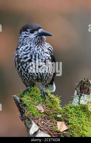 Spotted Nutcracker ( Nucifraga caryocatactes ), perched on a rotten tree stump, watching around attentively, typical behavior, wildlife, Europe. Stock Photo