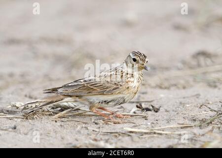 Skylark ( Alauda arvensis ) sitting, hunting on the ground, searching for prey, well camouflaged, typical bird of open land, wildlife, Europe. Stock Photo