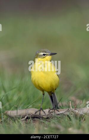 Yellow Wagtail ( Motacilla flava ), sitting exposed on a branch on the ground, watching around, attentive, looks funny, wildlife, Europe. Stock Photo