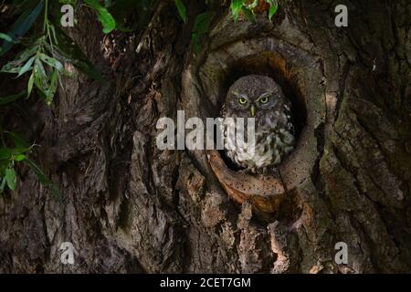 Little Owl / Minervas Owl ( Athene noctua ), young bird, sitting, perched, watching out of natural tree hollow in an old willow, eye contact, wildlife Stock Photo