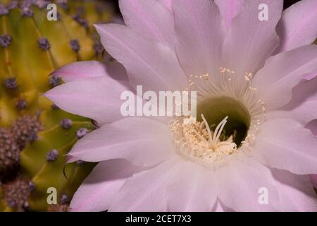 Nectar guides or honey guide markings flower of Echinopsis ancistrophora cactus help to guide pollinators to rewards of nectar, pollen seen under UV Stock Photo