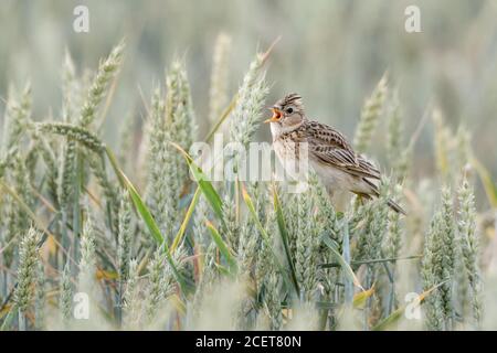 Eurasian Skylark ( Alauda arvensis ) perched in a wheat field, singing on wheat crops, raised crest, bird of open farmland, wildlife, Europe.