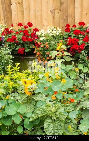 Nasturtiums dominate this tiny floral garden in a tight corner near a supermarket planted and maintained by staff effort to show a bee-friendly contribution Stock Photo