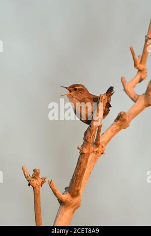 Eurasian wren (Troglodytes troglodytes), singing, Germany, Baden ...