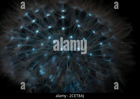 Common dandelion, Taraxacum officinale, illuminated with UV light illustrating glowing seed heads not visible under normal lighting sunlight Stock Photo