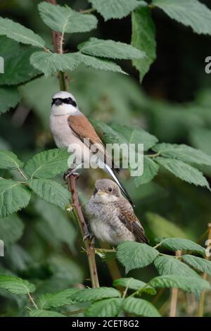 Red-backed Shrike ( Lanius collurio ), proud father with juvenile, adult male caring for its chick, sitting together, next to each other in a bush, wi Stock Photo