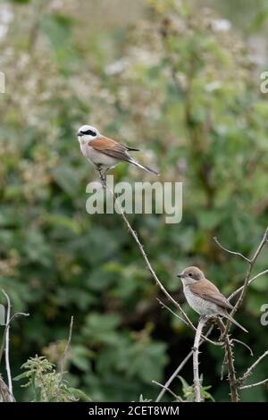 Red-backed Shrike ( Lanius collurio ), pair, couple, male and female, both together perched on a dry blackberry tendril in a hedge, wildlife, Europe. Stock Photo