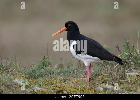 Oystercatcher / Austernfischer ( Haematopus ostralegus ), standing on top of a little hill, nice and detailed side view, wildlife, Europe.