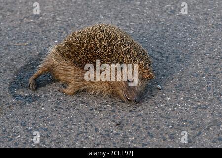 Dead Hedgehog ( Erinaceus europaeus ), squashed on the road, roadkill, endangered, run over by road traffic, hit by a car, wildlife, Europe. Stock Photo
