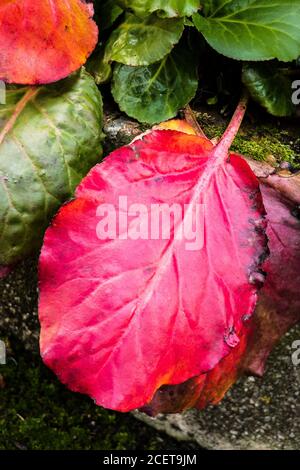 Brilliant crimson red leathery leaves of Bergenia in an English garden in Autumn Stock Photo