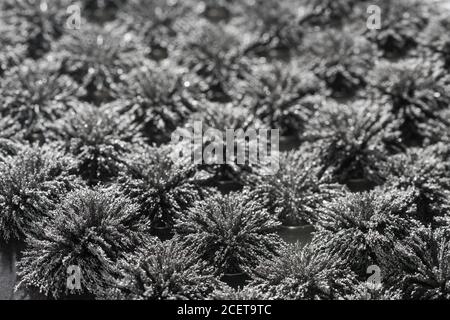Invisible magnetic flux made visible with iron filings creating interesting  interlocking patterns with circular magnet Stock Photo