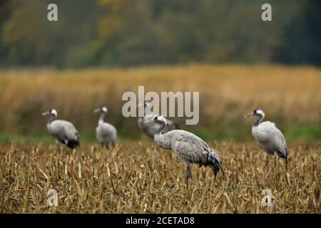 Common Cranes / Graukraniche ( Grus grus ), little flock, adults, resting on farmland, corn field, during bird migration, autumn, fall, wildlife, Euro Stock Photo