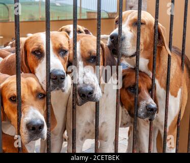 Belvoir, Lincolnshire, UK - English Foxhound at the Belvoir Hunt Kennels Stock Photo