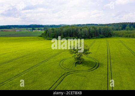 wonderful view from above on single tree in a green field and forest in the background, sunny day and long shadows Stock Photo