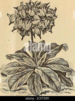 . Wm. Elliott & Sons : 1893. and spotted flowers, extra large, flaked and mottled in various bril-liant colors 10 Comet. Dark scarlet 15 White Queen. Pure white 15 Yellow Gem. Pure yellow. .15 Collection of 6 varieties 50 DATURA. (TRUMPET FLOVV^ER.) Very ornamental plants, with trumpet-shaped, double,white, yellow and purple flowers, which produce afine effect in large clumps or borders of shrubbery.Annuals. Datura. Mixed varieties, 2 ft 10 DELPHINIUM. A class of hardy perennials, remarkable for their greatbeauty and highly decorative qualities. The princi-pal color is light blue, and the vari Stock Photo